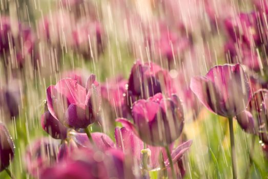 Rain on tulip of purple color in garden.