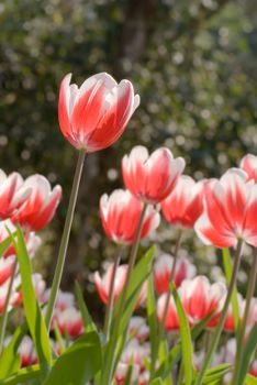 Tulips in garden with red and white color and green grass.