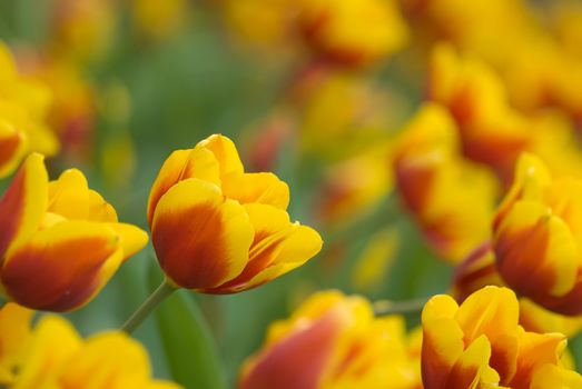 Tulips in yellow color in green garden.