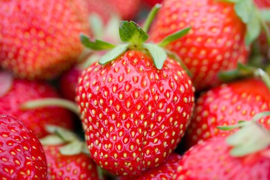 close-up of ripe strawberries, shalow depth of view