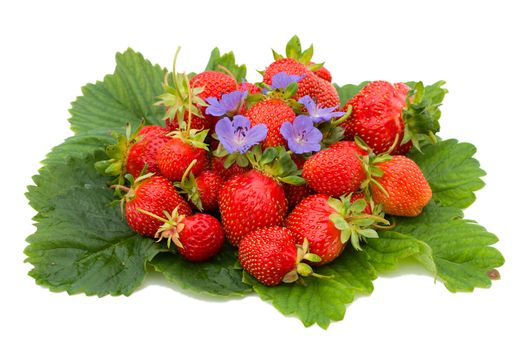 close-up of ripe strawberries on leafs, isolated over white background