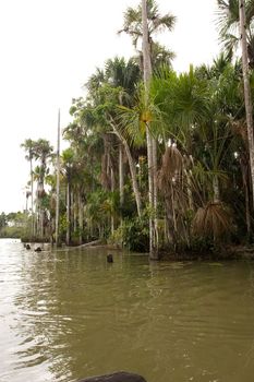 Lake Sandoval is located Tambopata-Candamo which is a nature reserve in the Peruvian Amazon Basin south of the Madre de Dios River