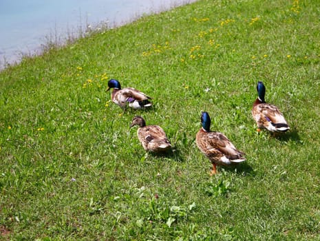 Four little colorful wild ducks in a walk