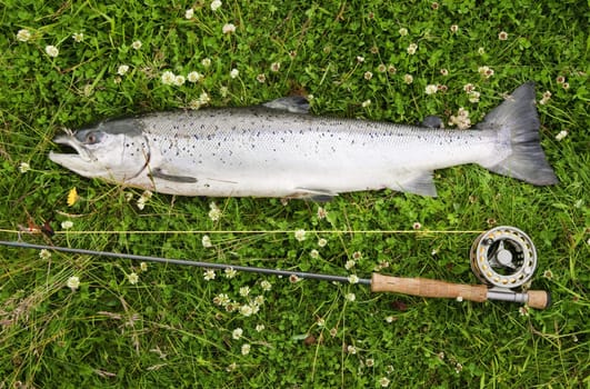Large atlantic salmon on the river bank