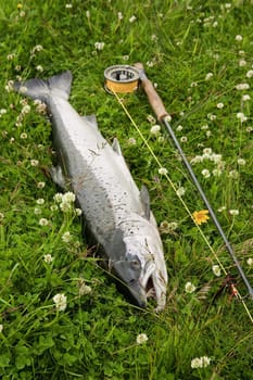 Large atlantic salmon on the river bank