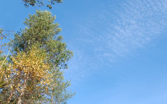 Autumn birch and pine with a fluffy cloudscape
