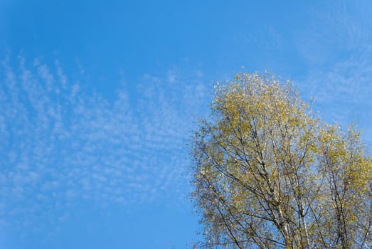 Autumn birch with a fluffy cloudscape
