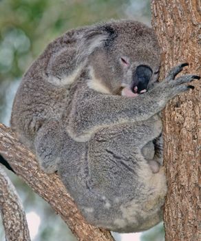 mother and baby koala in a tree