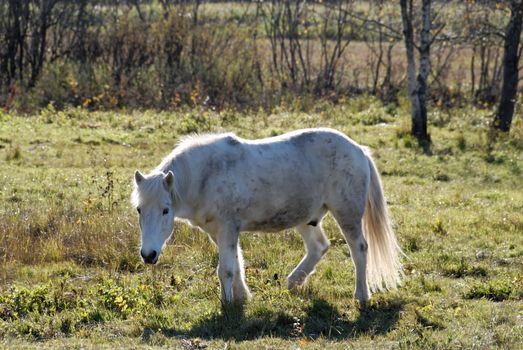 A white horse, disturbed from eating.
