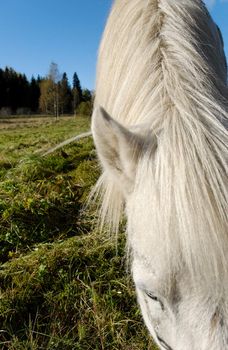 Grazing white horse with focus on its mane
