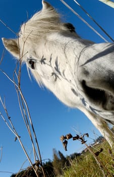 A wide-angle shot of a horse's snout from below. The focus is on the eye.
