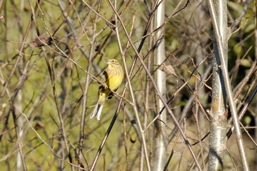 A Grassland Yellow Finch on a tree branch
