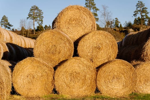 A pyramid of 6 hay bails, lit by low autumn sun.
