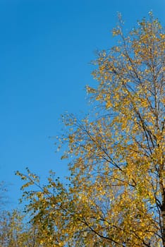 Golden birch on blue sky, lit by the setting sun.
