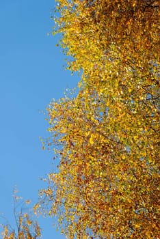 Golden birch on blue sky, lit by the setting sun.
