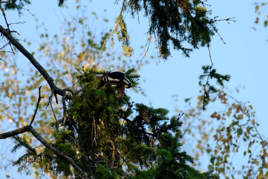 A woodpecker on a fir branch, extracting seeds
