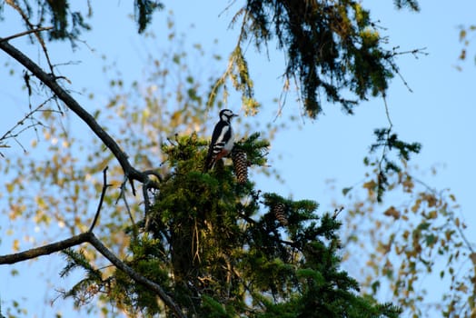 A woodpecker on a fir branch
