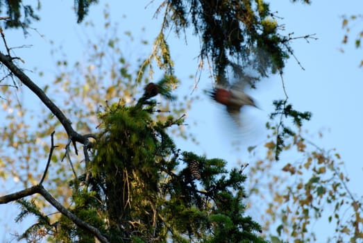 A woodpecker flying away from a fir branch
