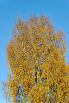 Golden birch on blue sky, lit by the setting sun.
