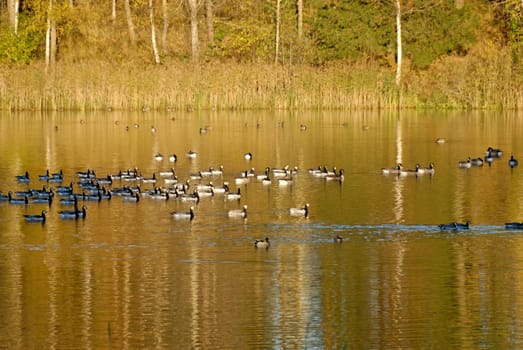 A flock of Canadian Geese swimming on a lake, coloured golden by autumn leaves.
