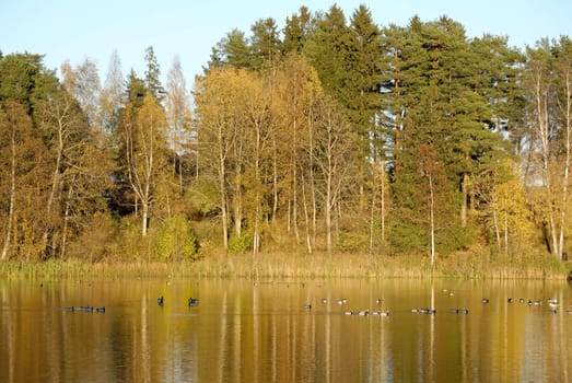 A lake, coloured golden by autumn leaves. Canadian geese swim in the water.
