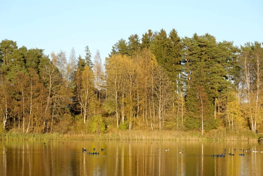 A lake, coloured golden by autumn leaves. Canadian geese swim in the water.
