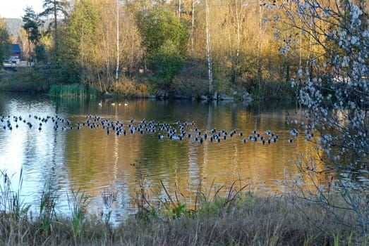 A lake in autumn with reflections and a flock of Canadian Geese
