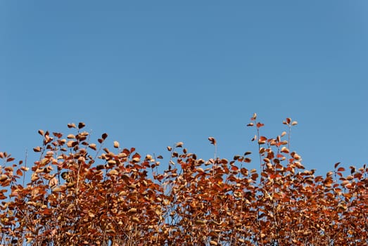 Orange leaves in the lower part. The upper part has copy space for text.
