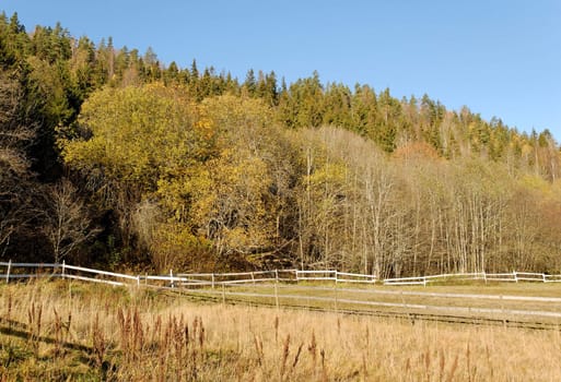 A field with yellowing grass, frames by a forest on a mountaing slope.
