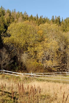 A field with yellowing grass, frames by a forest on a mountaing slope.
