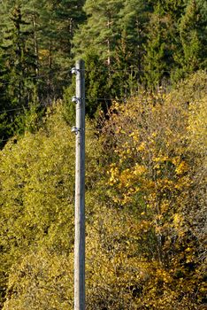 A pole with three electricity cables in the autumn wood.
