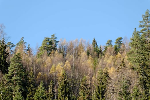 Yellow Birches, green firs and pines and blue sky.
