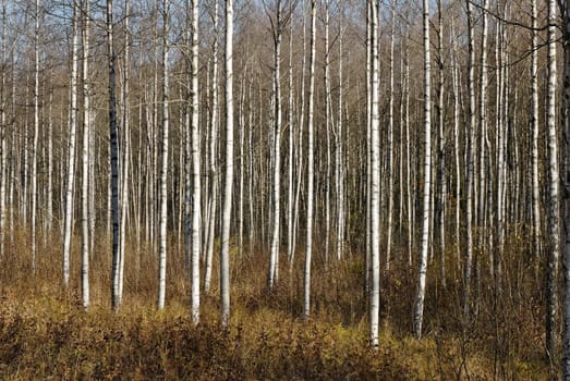 A thicket of birch trees during autumn.
