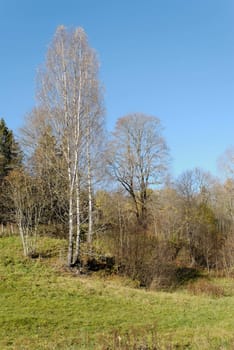 A birch with sparse yellow leaves in early autumn
