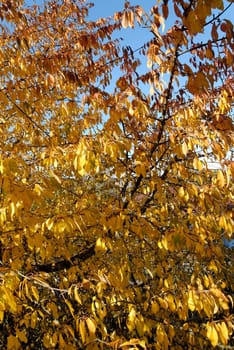 Cherry leaves create a yellow to orange gradient.
