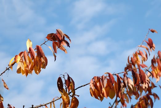 Orange cherry leaves and blue sky. Copy space.
