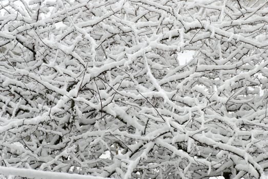 Crab apple tree covered in thick snow.
