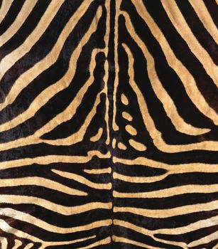 natural zebra fur texture