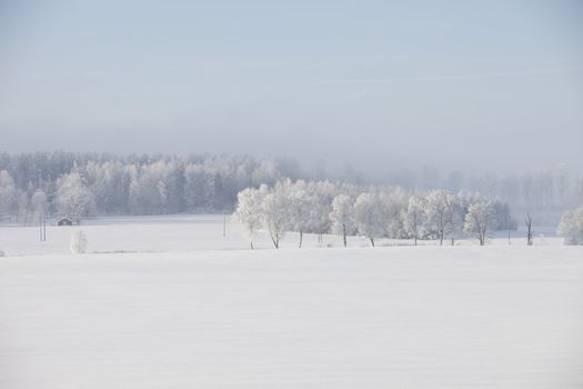 Snowy winter landscape