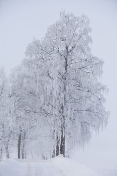 Dirt road at wintertime