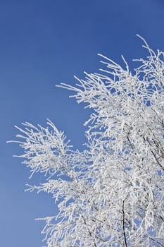 Winter Branch with copyspace