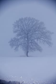 One oak in fog at wintertime