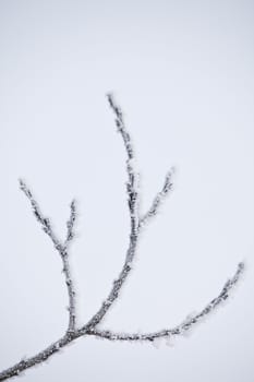 Winter branch with copy space
