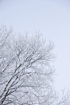 Winter branches with copy space