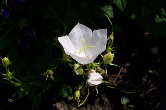 White bluebell in spring garden.