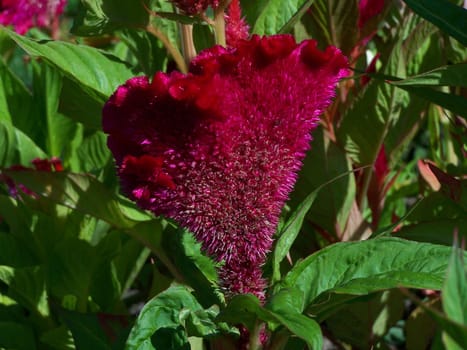 Maroon celosia. Close up. Daylight. Colorful. background
