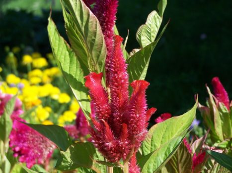 Cockscomb. Celosia. Close up. Garden in august.