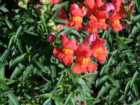 Bright red snapdragon flowers. Sunlight. Close up.