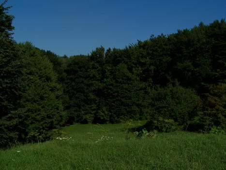 Meadow surrounded by trees. Summer.