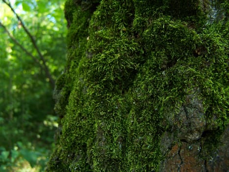 Moss on the old tree.